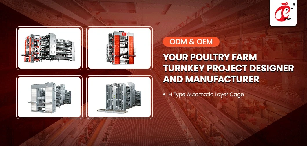 Bestchickencage H Type Layer Cage China Indoor Chicken Layer Cage Manufacturer ODM Custom Mature Galvanizing Process Low Price Poultry Chicken Layer Cage