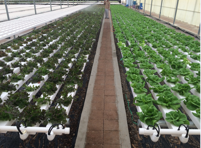 Agriculture Soilless Cultivation Planting Channel PVC Pipe Hydroponic Indoor Grow System Pipeline Nft Hydroponic System