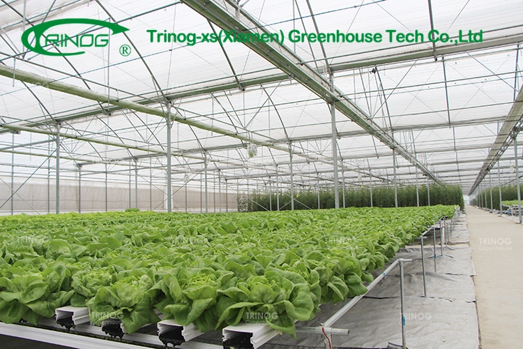 Vegetable Greenhouse Flower Growing Multi-span Film Greenhouse with Indoor Hydroponic System