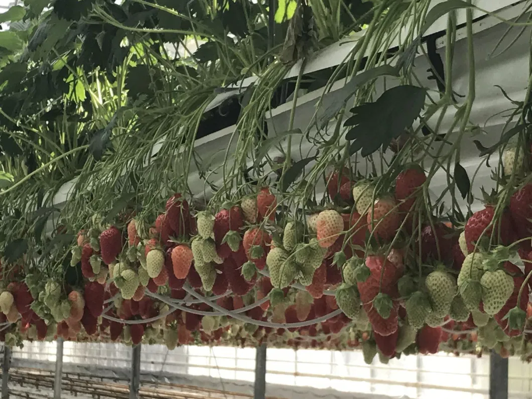 Hydroponic Strawberry Gutter PVC Gutter System for Greenhouse Strawberry Growing