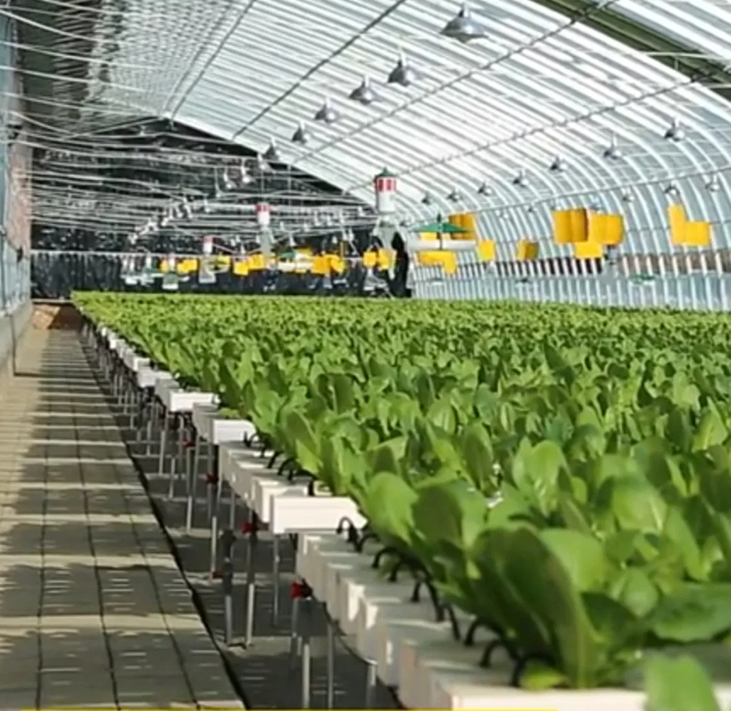 Soilless Cultivation Hydroponic Growing System for Greenhouse
