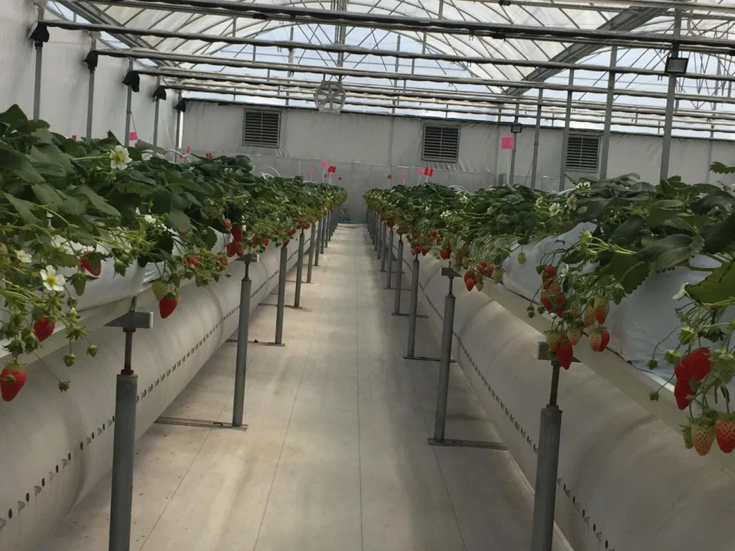 Strawberry Hydroponic Growing Systems Vertical Planting Cultivation Plastic Gutter Greenhouse for Sale