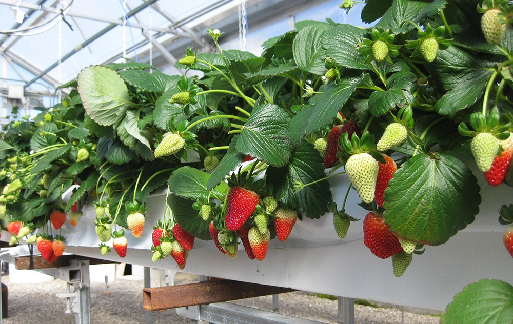 Hydroponic Strawberry Gutter PVC Gutter System for Greenhouse Strawberry Growing