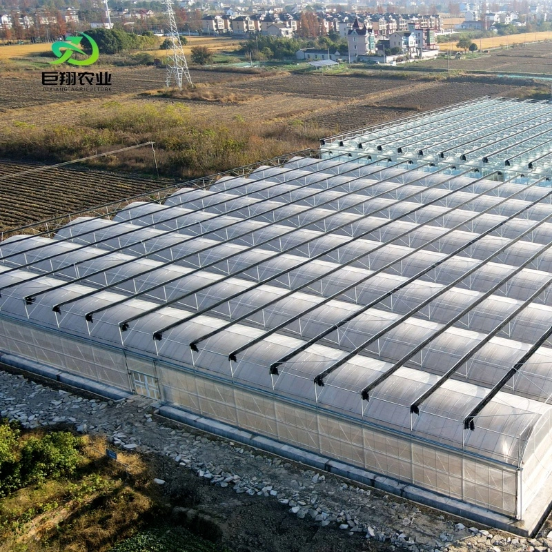 Agricultural/Commercial /Multi- Span Film/Po/PE/Plastic Green House for Tomatoes/Cucumber/Peppers/Strawberry with Hydroponic System/Drip Irrigation