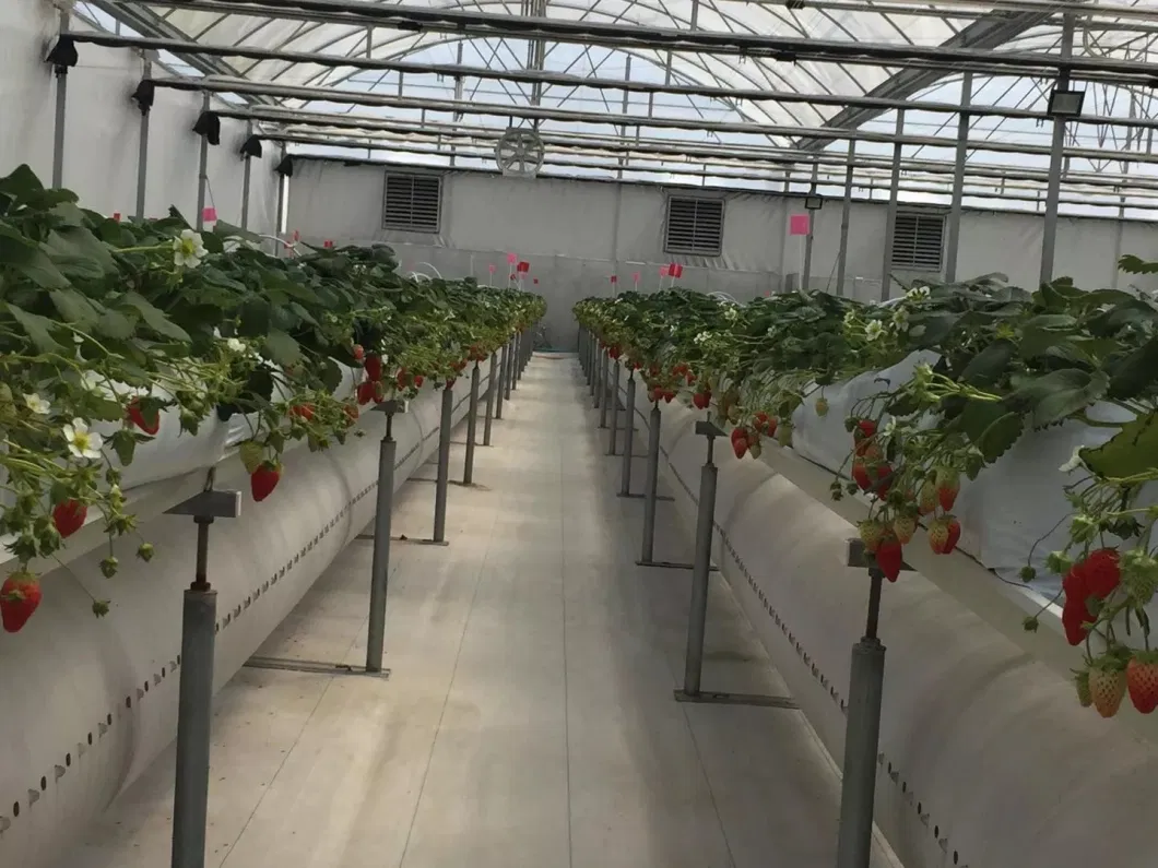 Hydroponic Cultivation Hydroponics PVC Nft Channel Gutter System for Growing Strawberry Greenhouse