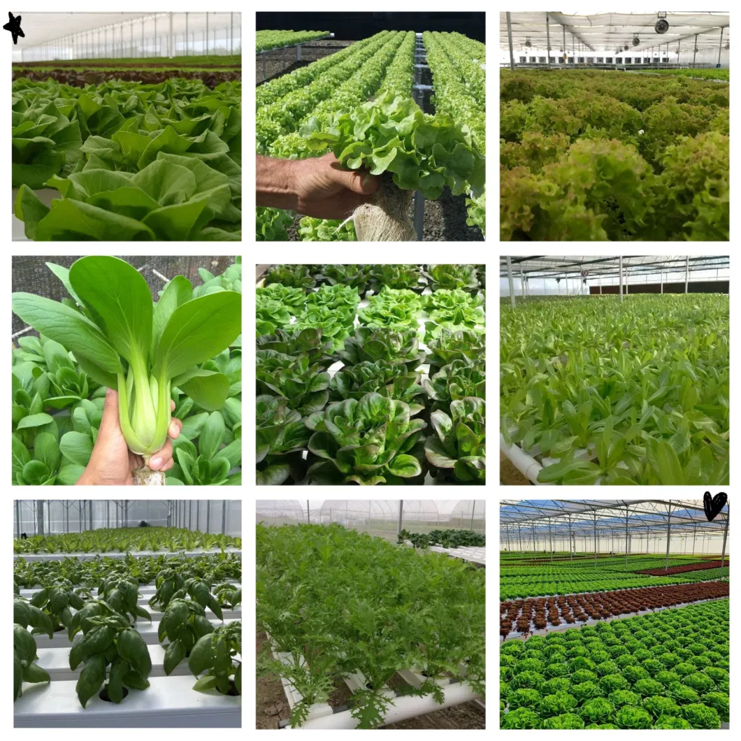 Agricultural Hydroponic Growing Systems PVC Channel Hydroponic Nft for Lettuce Indoor/Greenhouse Growing System