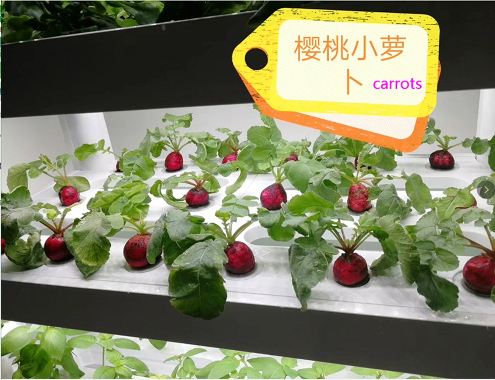 Agricultural Hydroponic System Smart Home Vertical Farming Indoor Hydroponics System for Lettuce