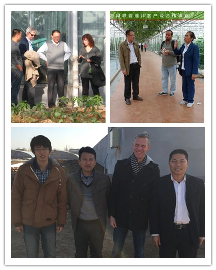 Factory Supply Different Types of Single Span Plastic Film Greenhouse for Vegetables