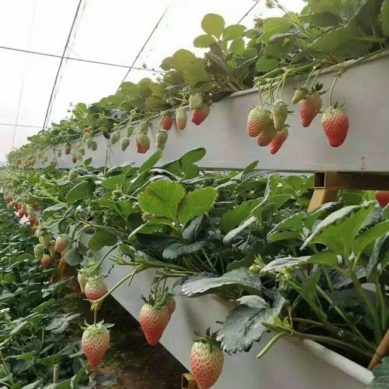 Plastic Greenhouse Agriculture with Strawberry PVC Strawberry Tables Grow Gutter