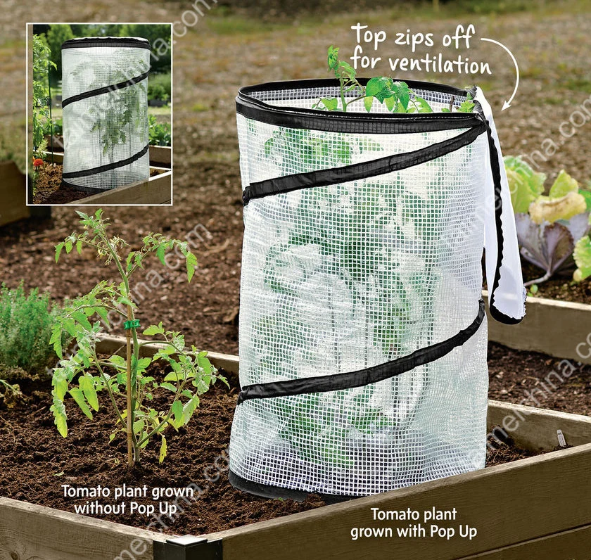 Pop-up Tomato Plant Protector Mini Greenhouse
