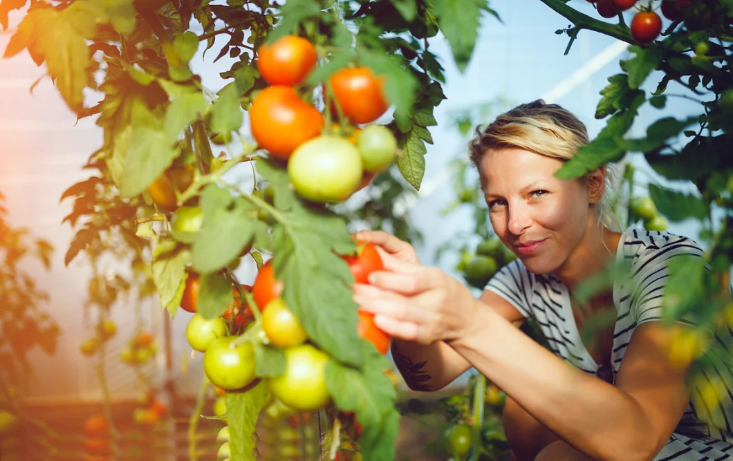 Multi-Span Plastic Pop up Greenhouse for Tomato