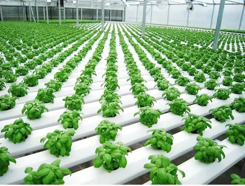 Glass Covered Farming System for High Quality Vegetables/Garden/Flowers