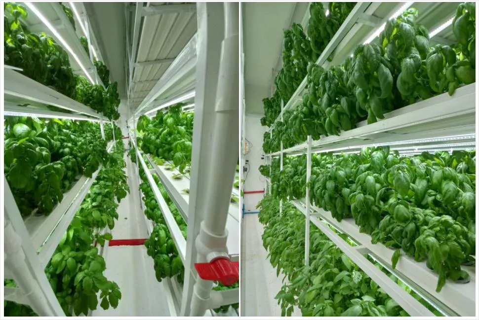 2023 Indoor Vertical Mart Hydroponic Growing Systems Farming Nft Hydroponics Systems