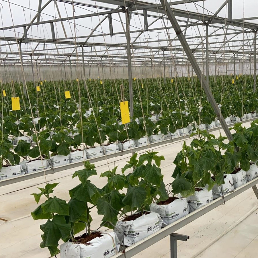 Strawberry Hydroponic Growing Systems Vertical Planting Cultivation Plastic Gutter Greenhouse for Sale