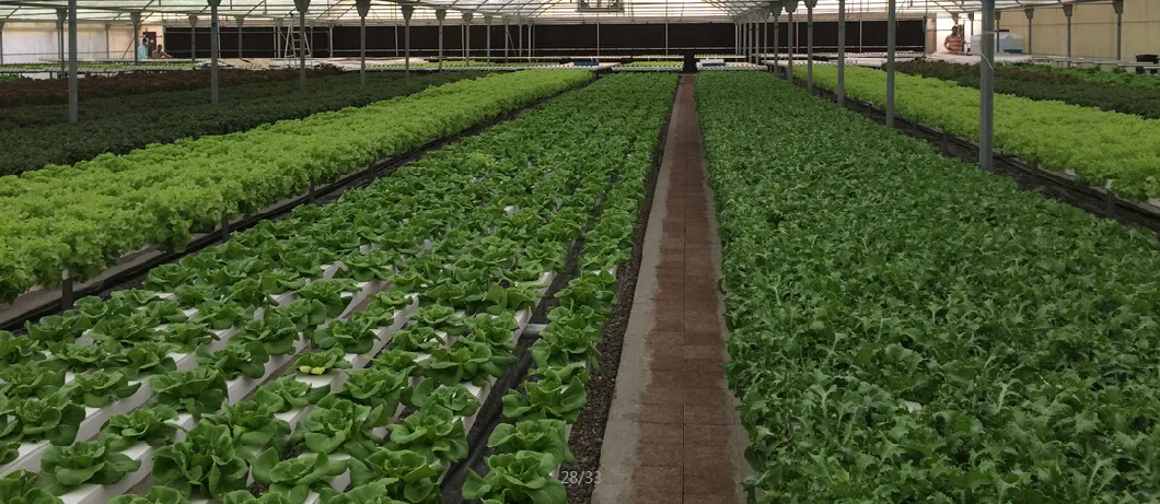 Nft Channel System Hydroponic Farming Nft Hydroponic System Professional China Manufacturer