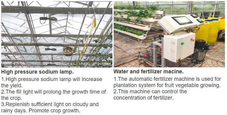 Venlo Glass Greenhouse with Tomato Hydroponics Growing System Indoor