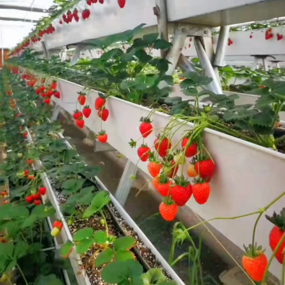 Plastic Greenhouse Agriculture with Strawberry PVC Strawberry Tables Grow Gutter