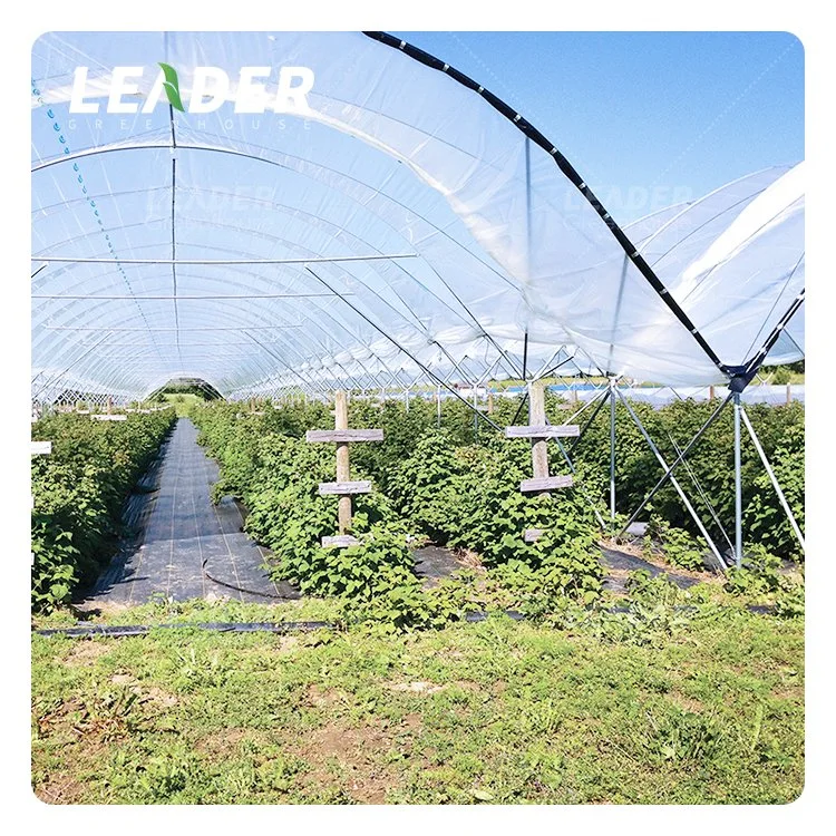 Low Cost Plastic Sheet Strawberry and Blueberry Growing Greenhouse Supplies