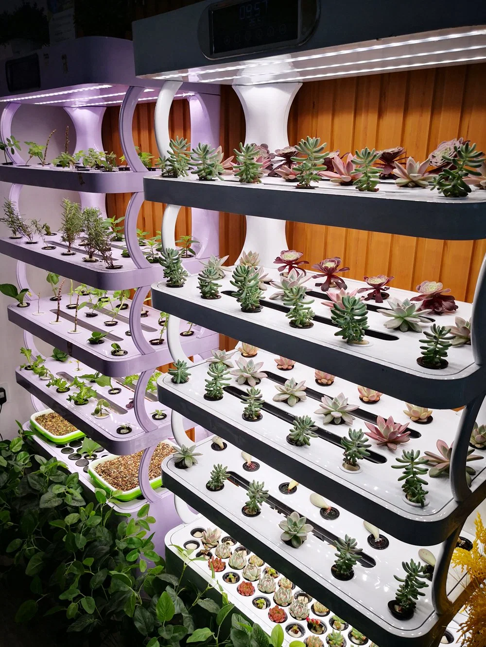 Indoor Garden Hydroponics Grow Systems/Soilless Cultivation with LED Light