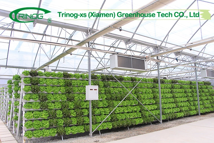 rock wool substrate media base tomato indoor cultivation Hydroponics system in greenhouse