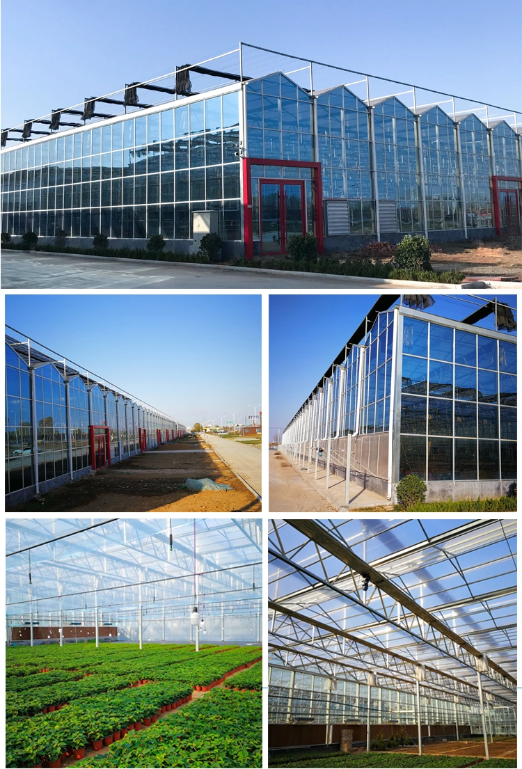 Intelligent Technology Venlo Type Tempered Glass Greenhouse for Hydroponic Indoor Garden Growing Vegetables