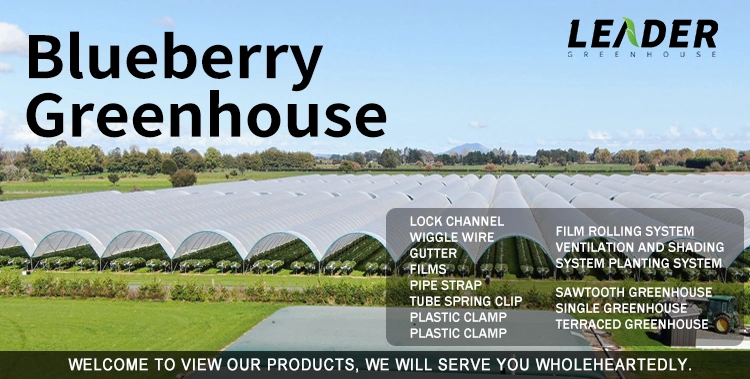 Low Cost Plastic Sheet Strawberry and Blueberry Growing Greenhouse Supplies