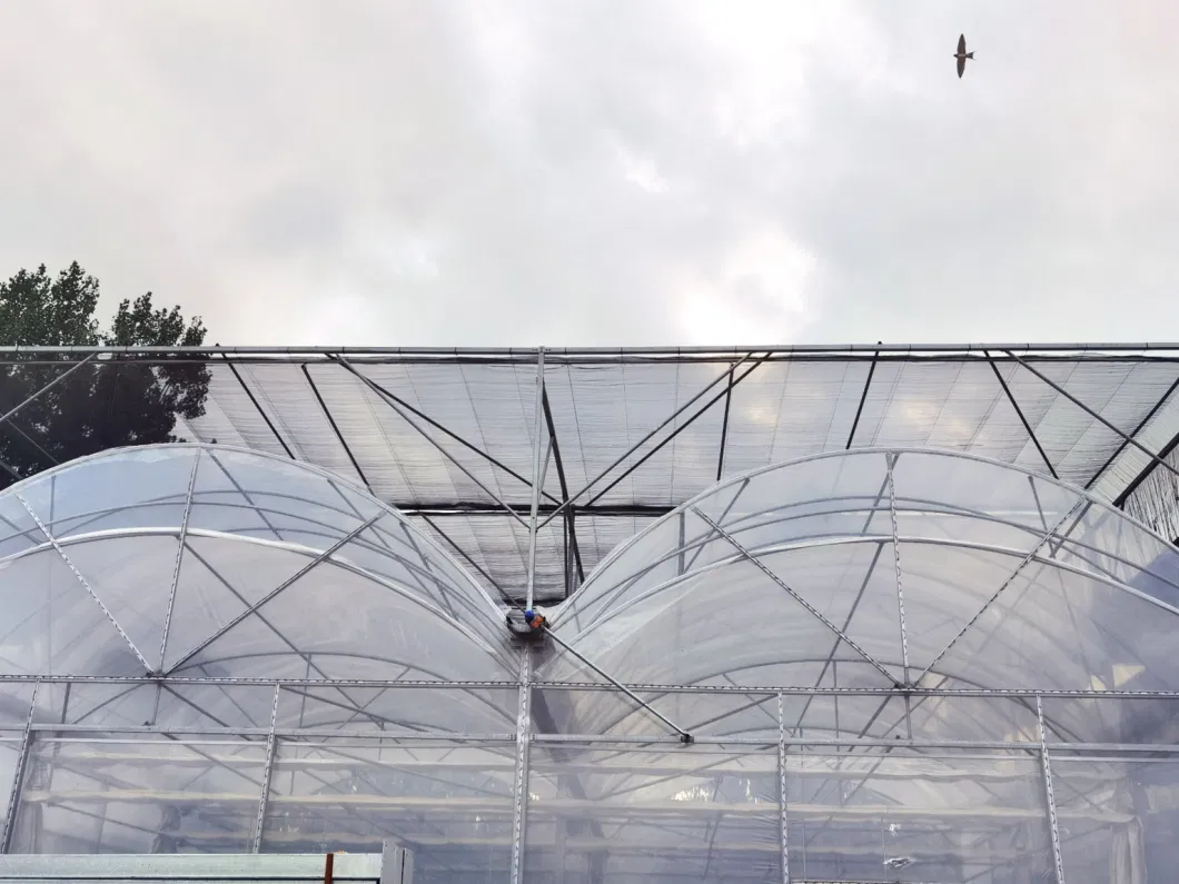 Multi-Span Plastic Pop up Greenhouse for Tomato