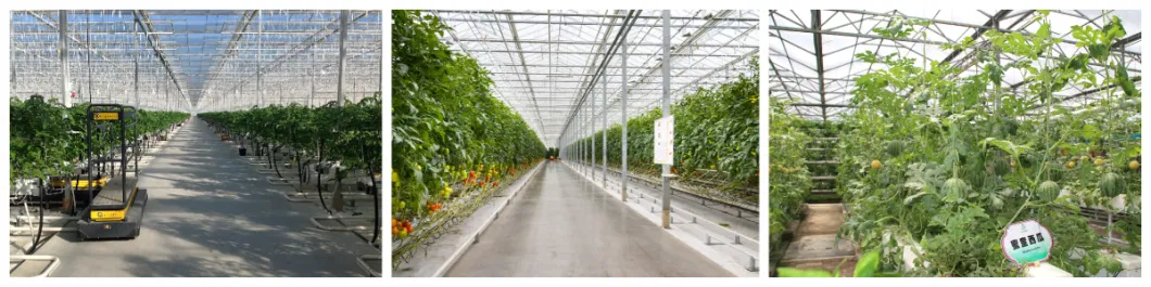 Glass Greenhouse with Self-Propelled Walking Sprayer and Rolling Bench for Vegetable/Flower Seedlings