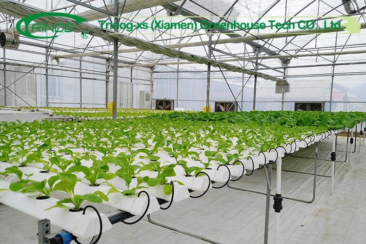 rock wool substrate media base tomato indoor cultivation Hydroponics system in greenhouse