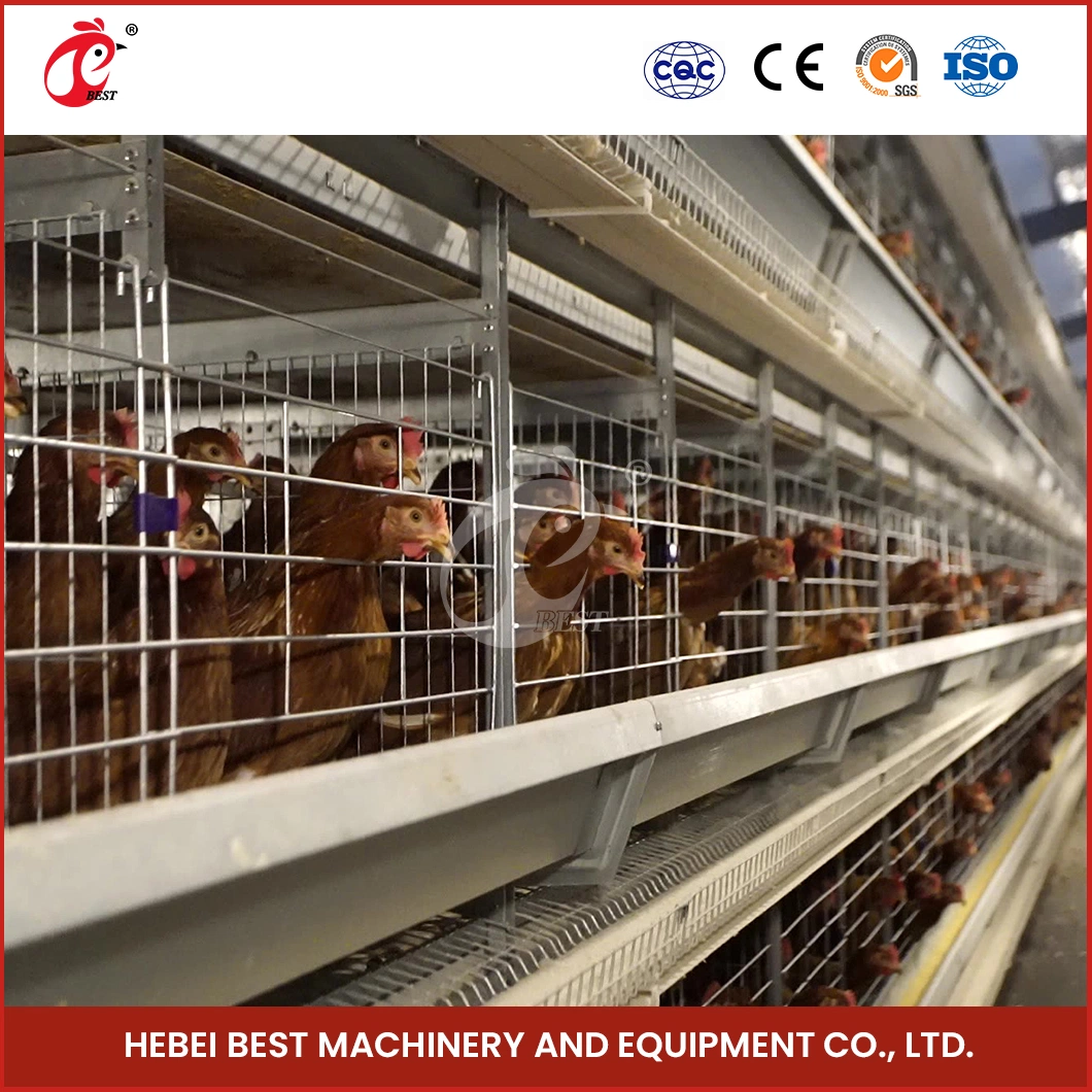 Bestchickencage H Type Breeder Cage Layer Cage China Indoor Chicken Layer Coop Manufacturing Wholesale Applicable Hotels Galvanized Chicken Layer Cage