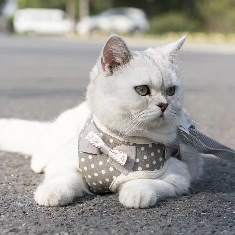 Dog and Cat Leash Tank Top Cat Leash Teddy The Small Dog Walks His Dog Outside with a Chest Harness to Prevent Him From Breaking Loose