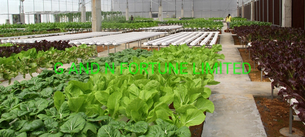 Indoor Vertical Hydroponic Nft Channel System for Leafy Vegetables