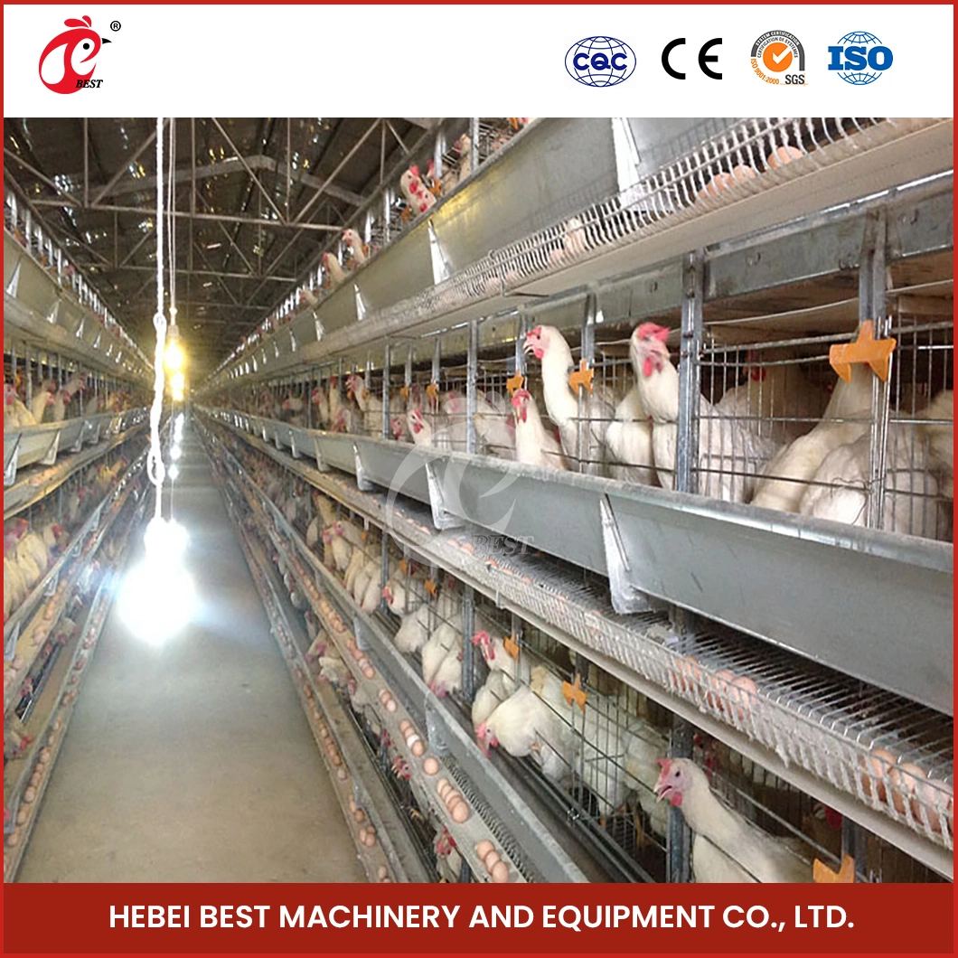 Bestchickencage H Type Layer Cage China Indoor Chicken Layer Cage Manufacturer ODM Custom Mature Galvanizing Process Low Price Poultry Chicken Layer Cage