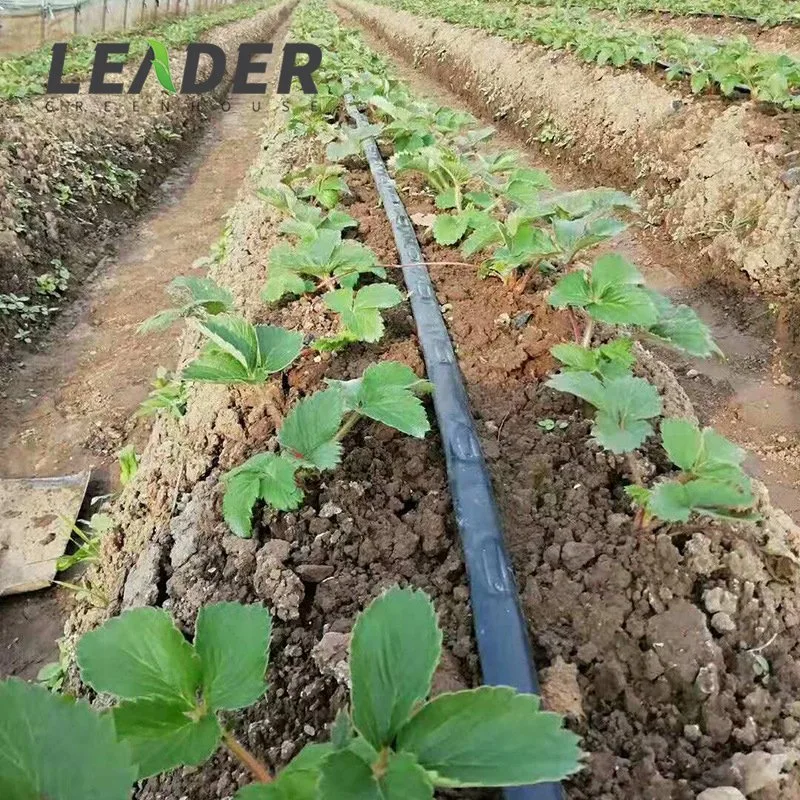 Drip Irrigation System Supply Drip Irrigation Tape Pipe for Vegetable