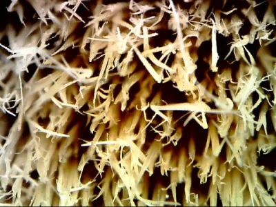 High Imitation Synthetic White Boiled Bristle Pet PBT Hollow Solid Mixed Tapered Paint Brush Filaments