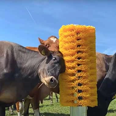 Sturdy Construction Rubbing Post for Outdoor Use Comfort Cattle Brushes