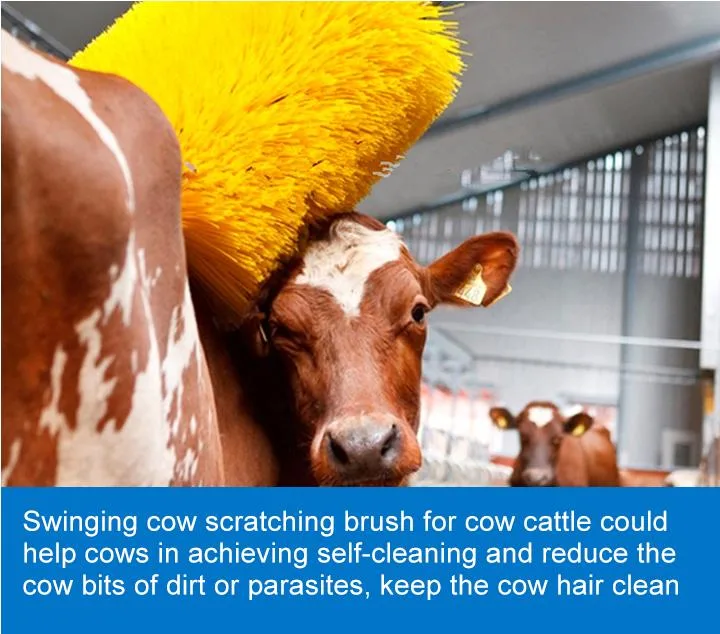 Tilt-Activated Cow Body Scrub Brush with 10 Degree Angle