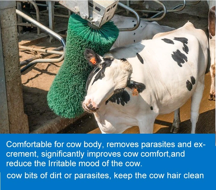 Tilt-Activated Cow Body Scrub Brush with 10 Degree Angle